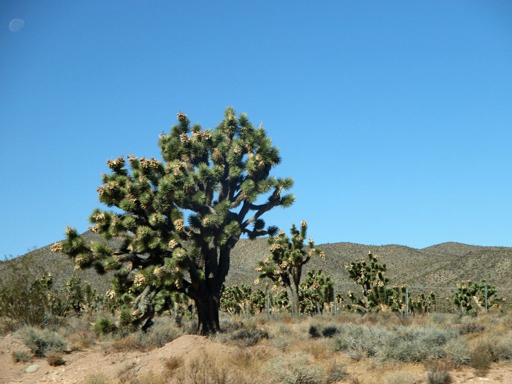 img00001.jpg