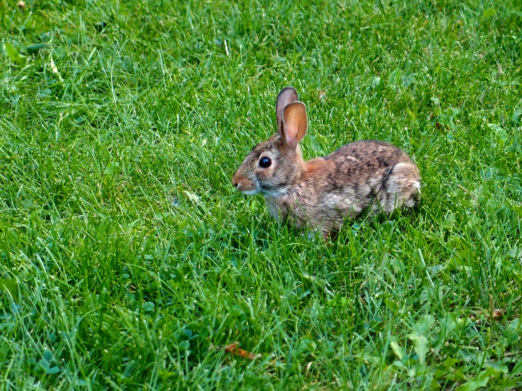 img00020.jpg