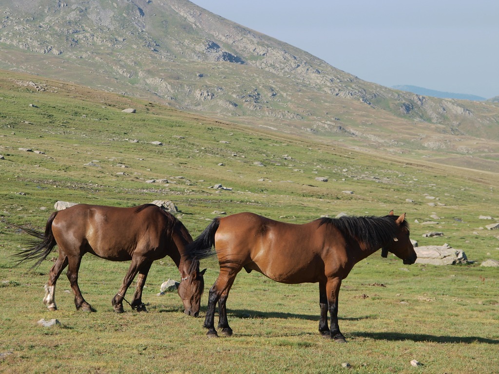 img00003.jpg