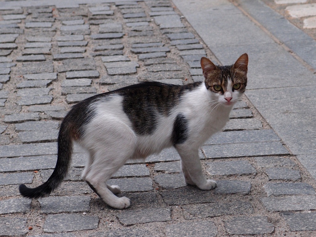 img00019.jpg
