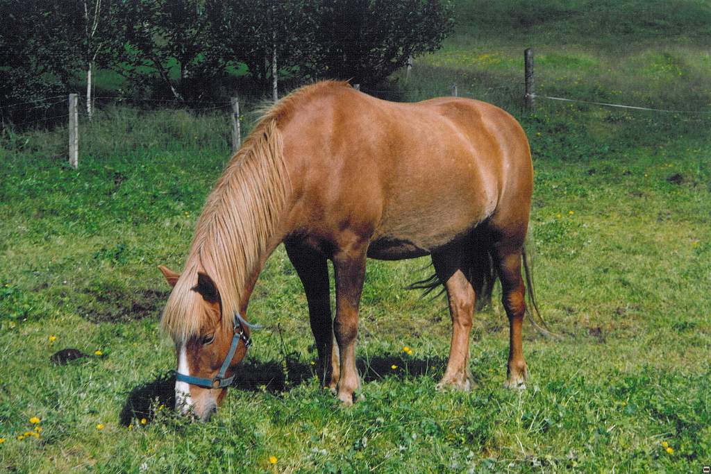 isl45.jpg