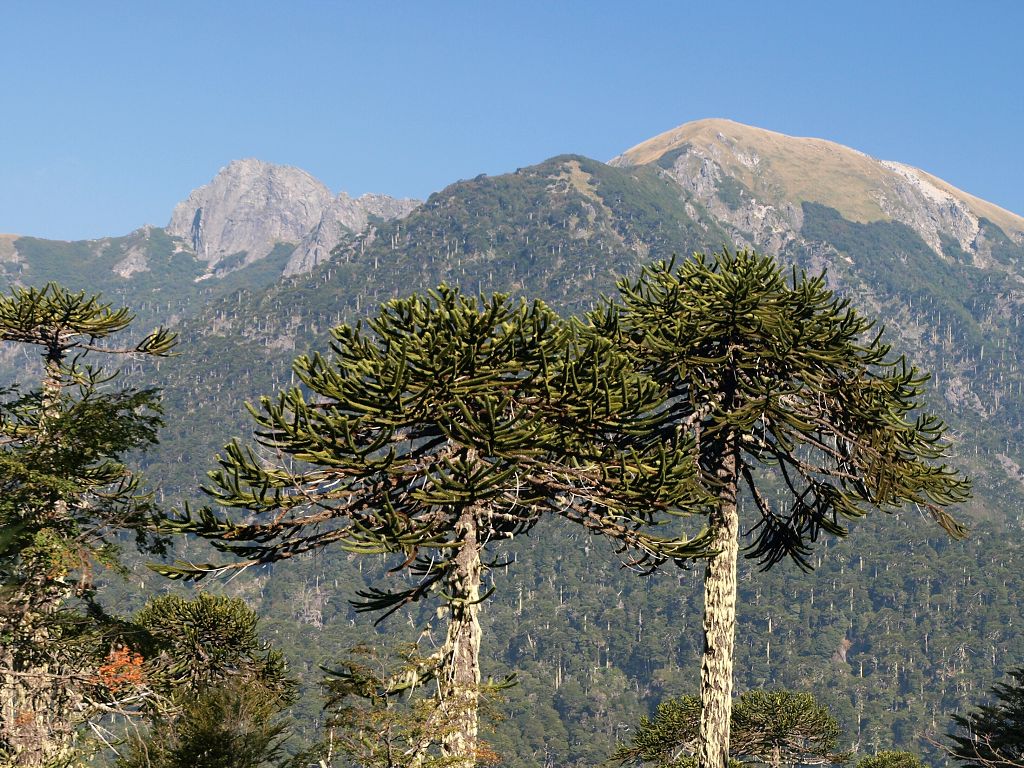 img00020.jpg