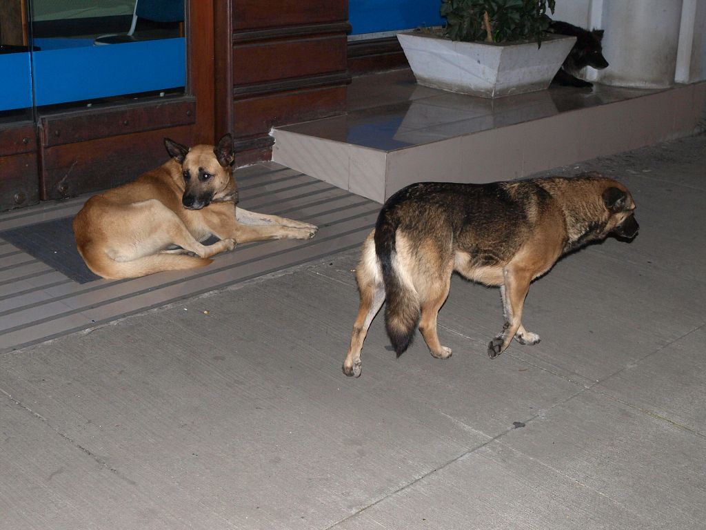 img00020.jpg