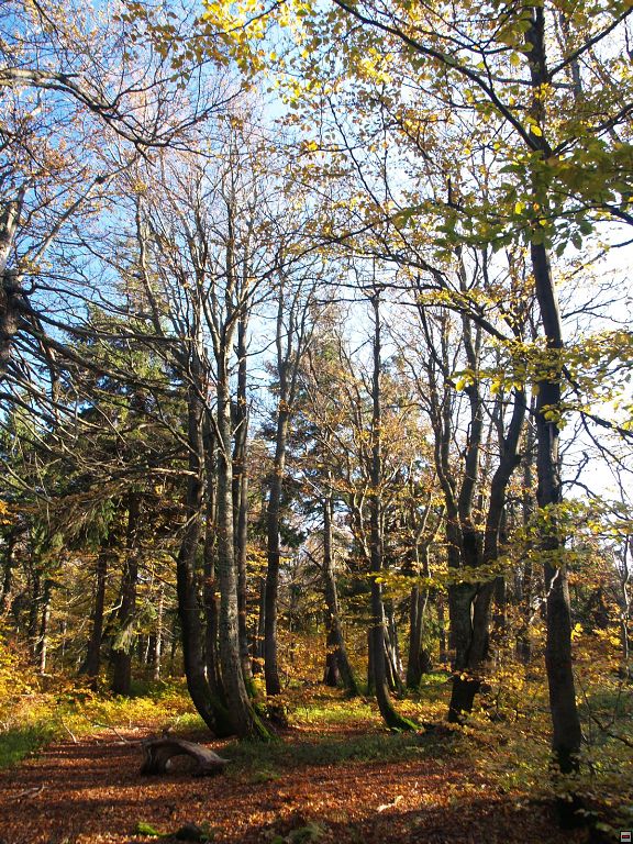 P1014458zz.jpg