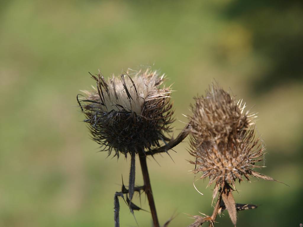 PA107085.jpg