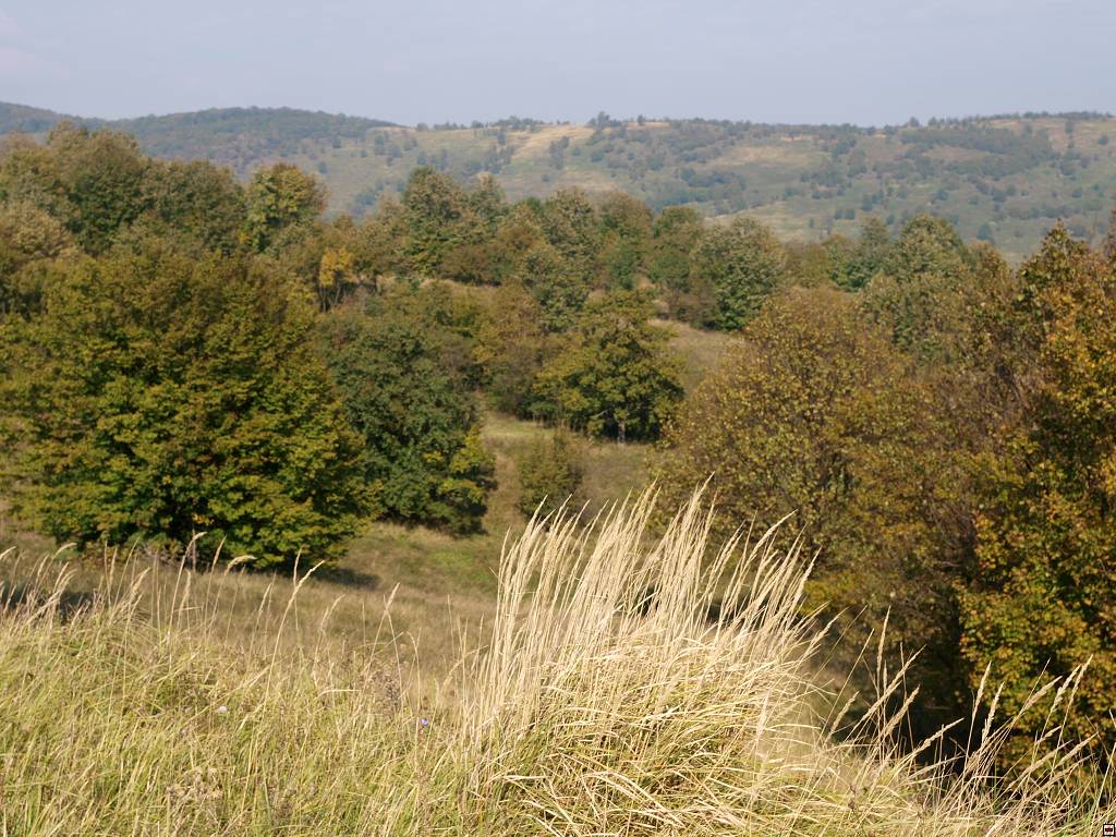 PA107106.jpg