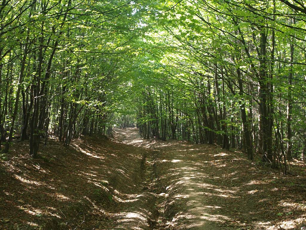 PA117143.jpg