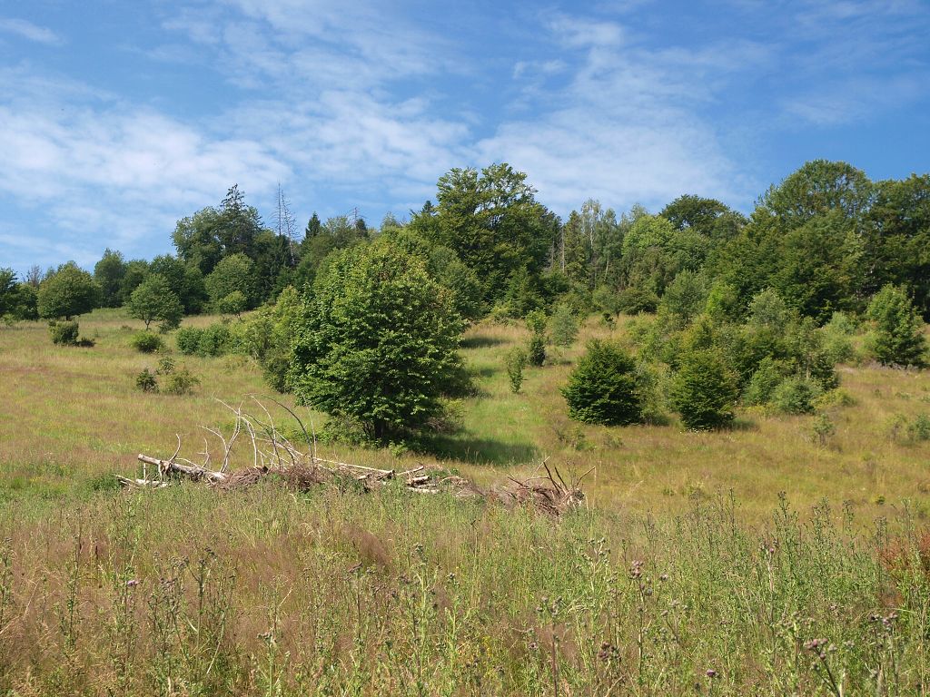 img00008.jpg