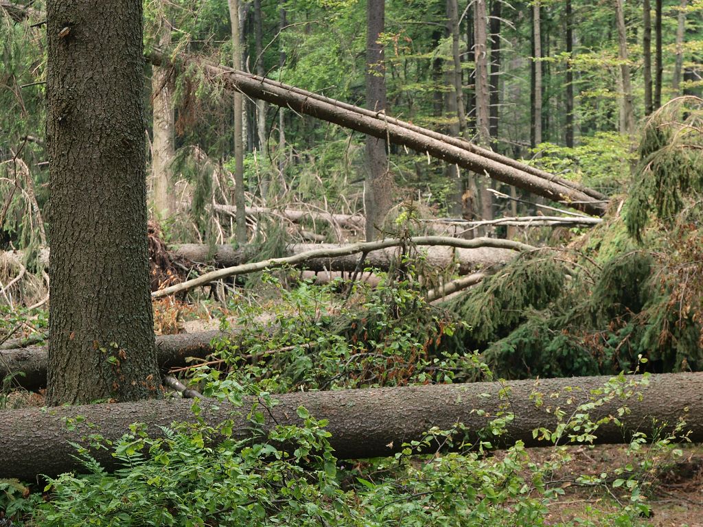 img00013.jpg