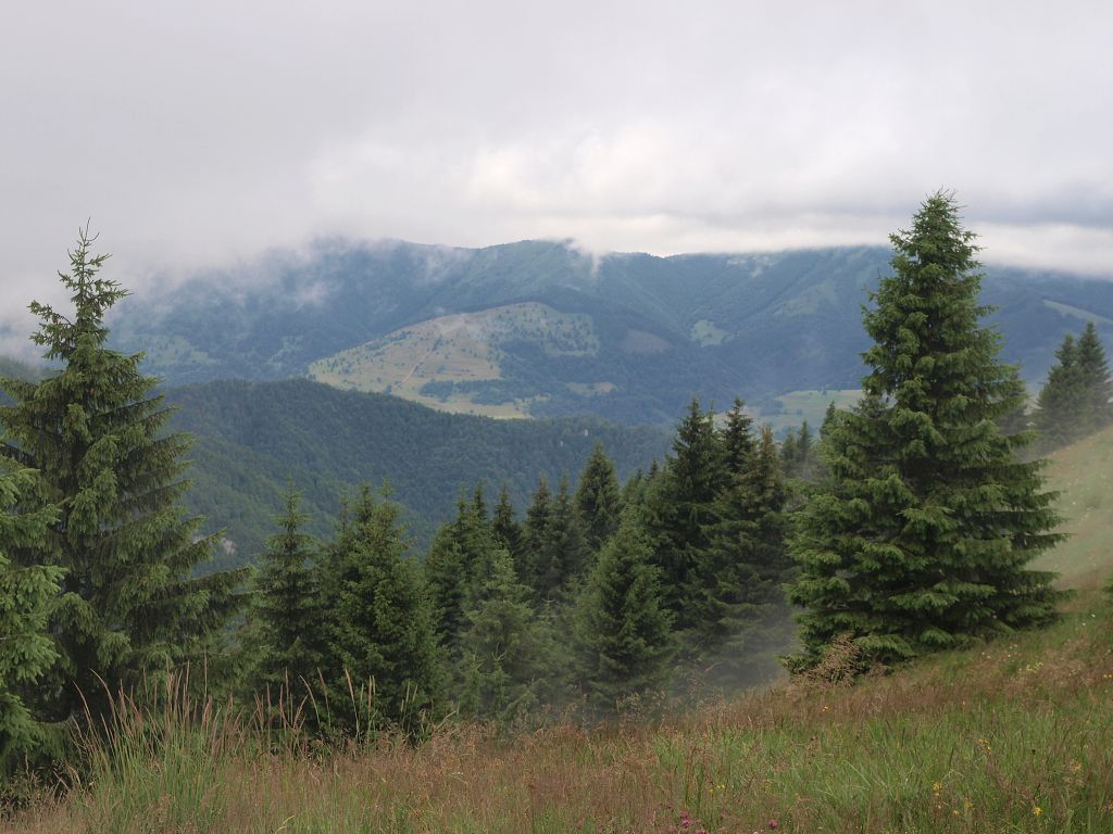 img00008.jpg