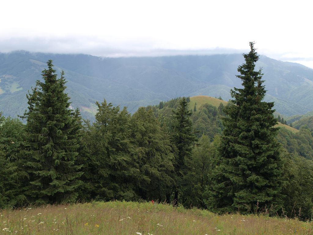 img00016.jpg