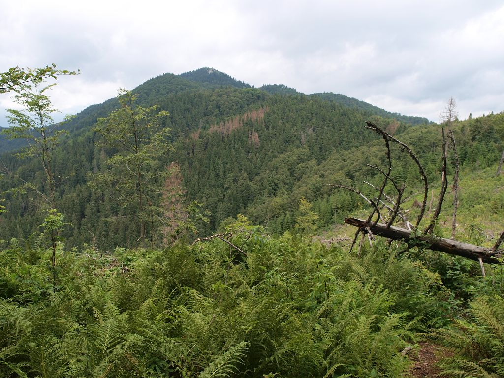 img00013.jpg