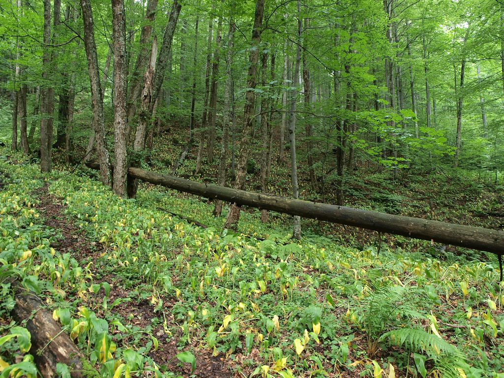 img00021.jpg