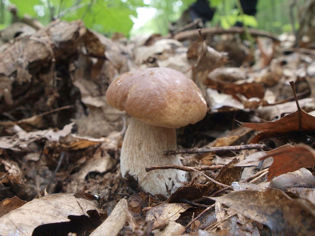 img00011.jpg