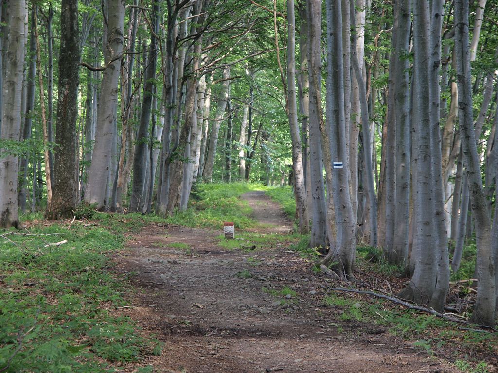 img00012.jpg