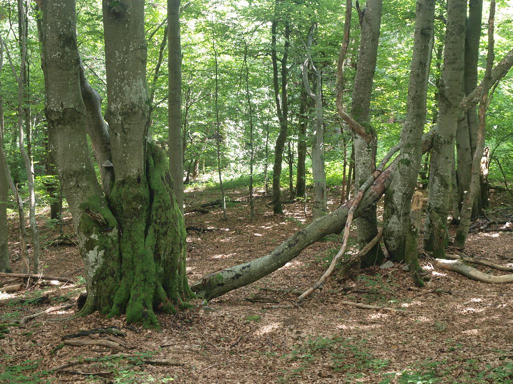img00020.jpg
