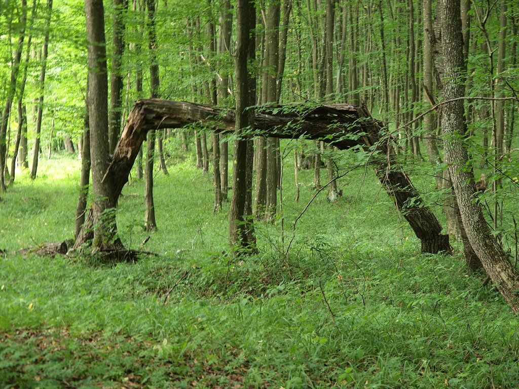 img00003.jpg