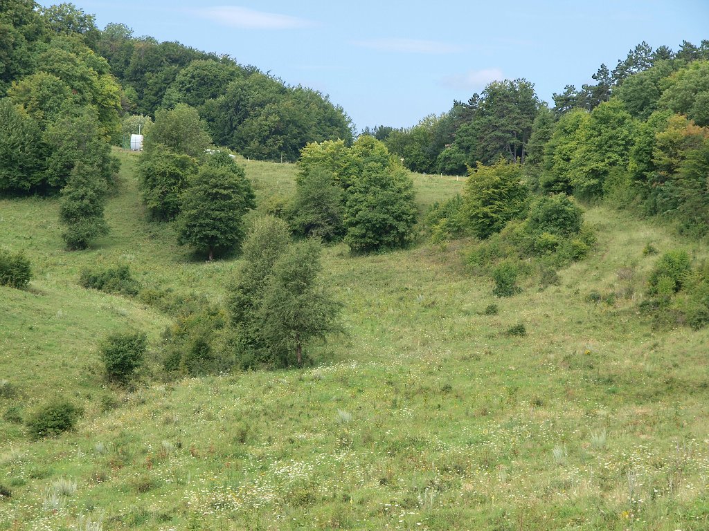 img00004.jpg