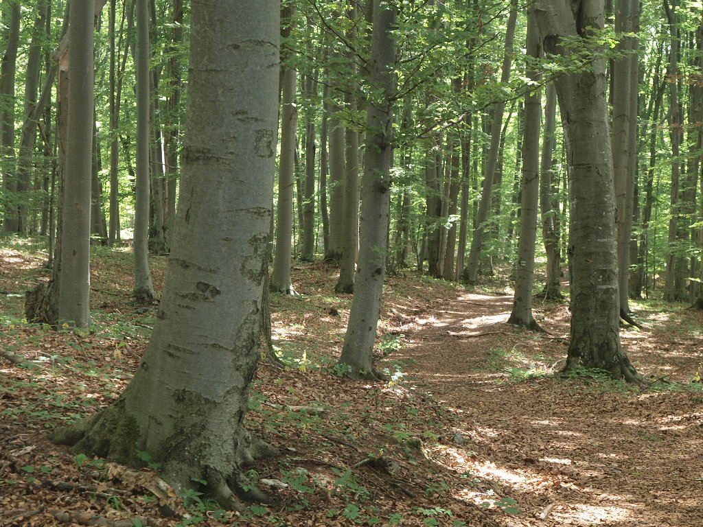 img00013.jpg