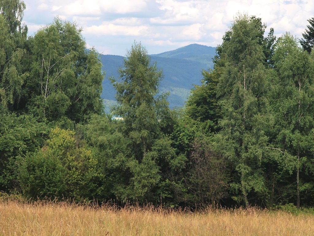 img00017.jpg