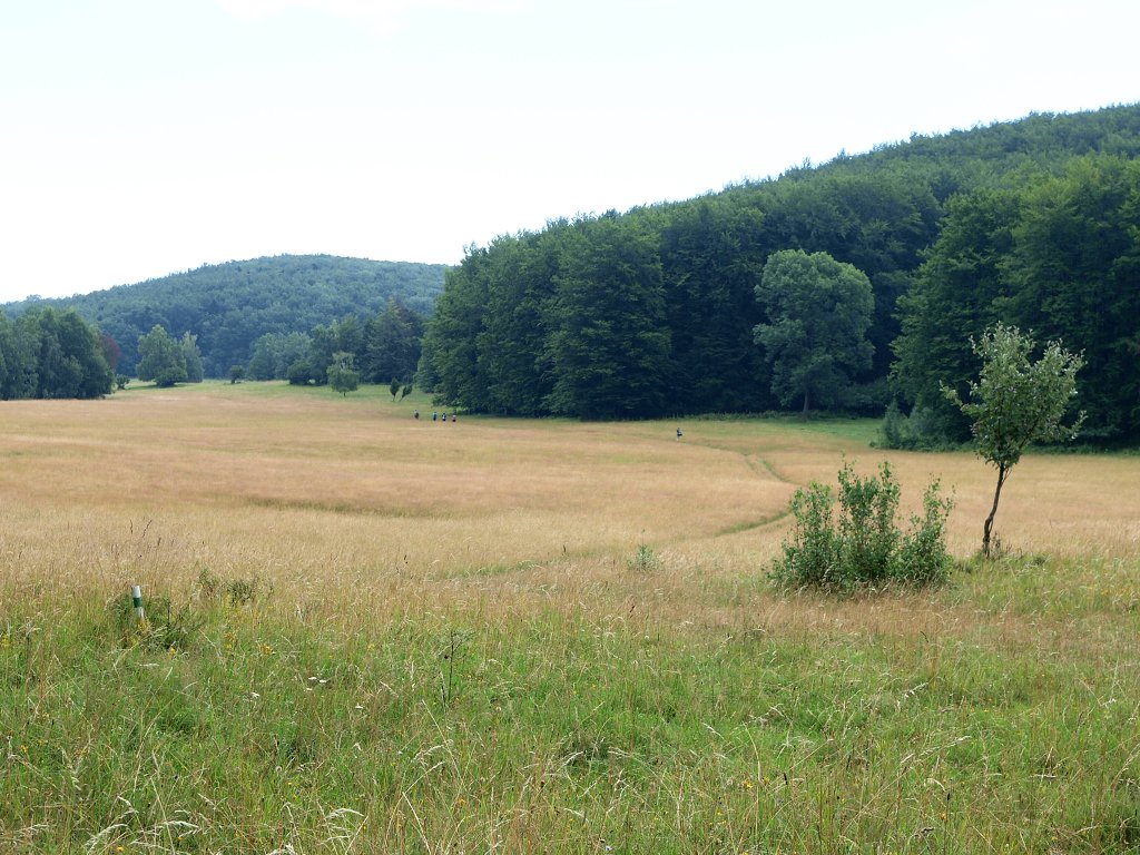 img00020.jpg