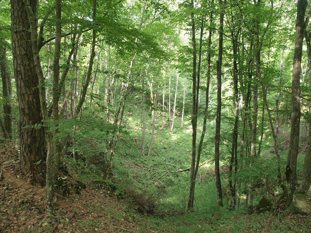 img00005.jpg