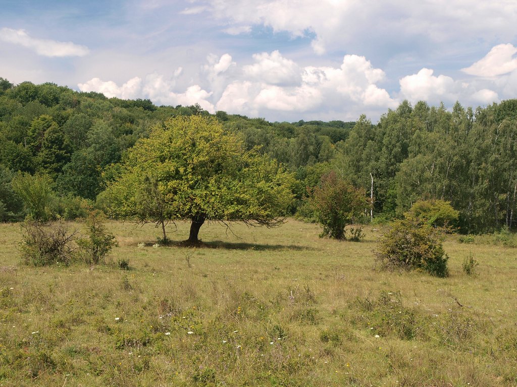 img00012.jpg