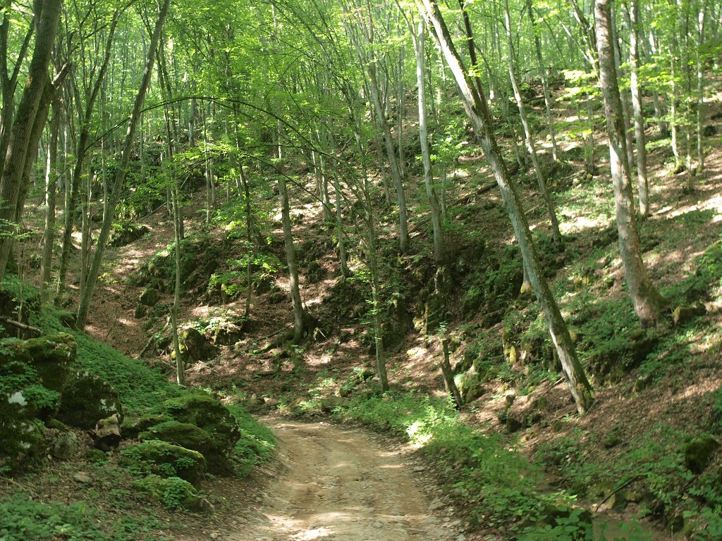 img00003.jpg