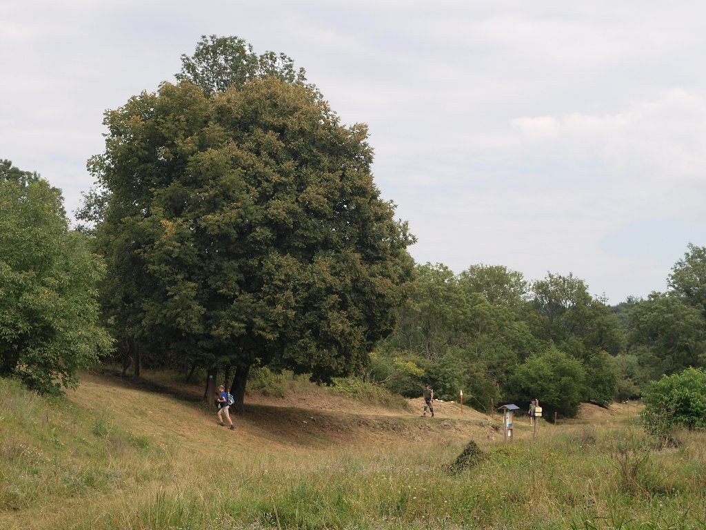 img00008.jpg