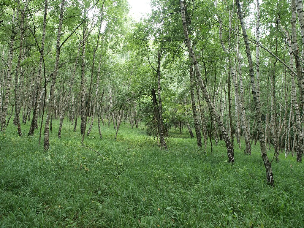 img00014.jpg