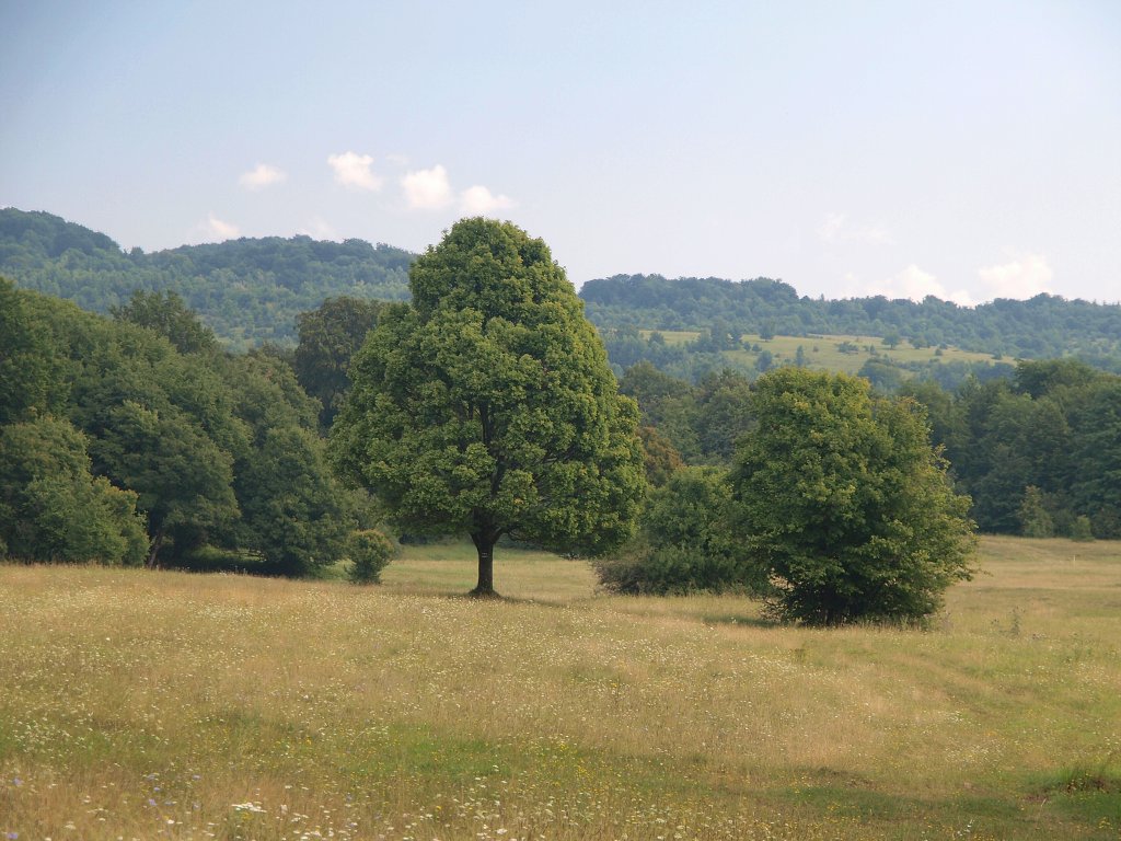 img00004.jpg