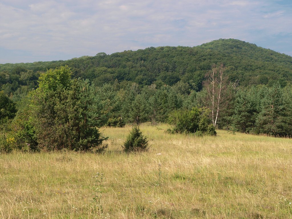 img00010.jpg
