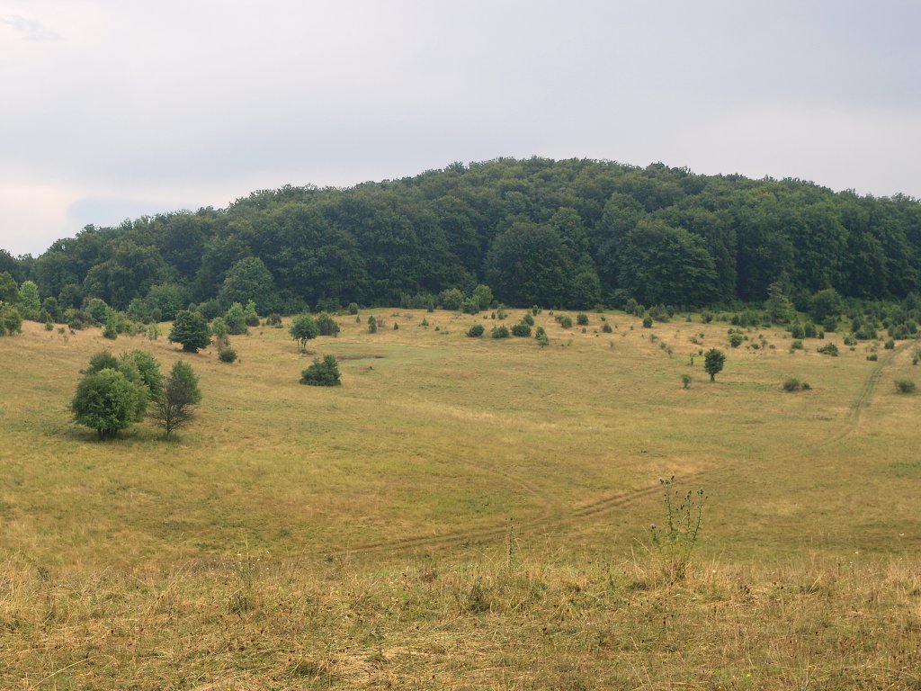 img00021.jpg