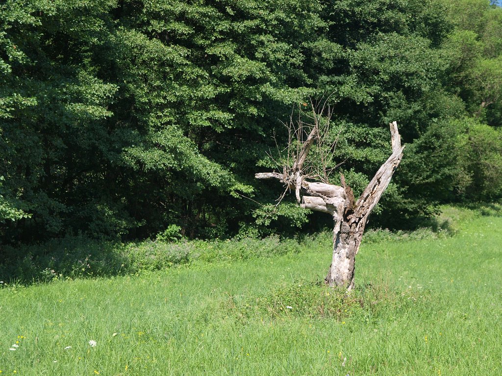 img00004.jpg