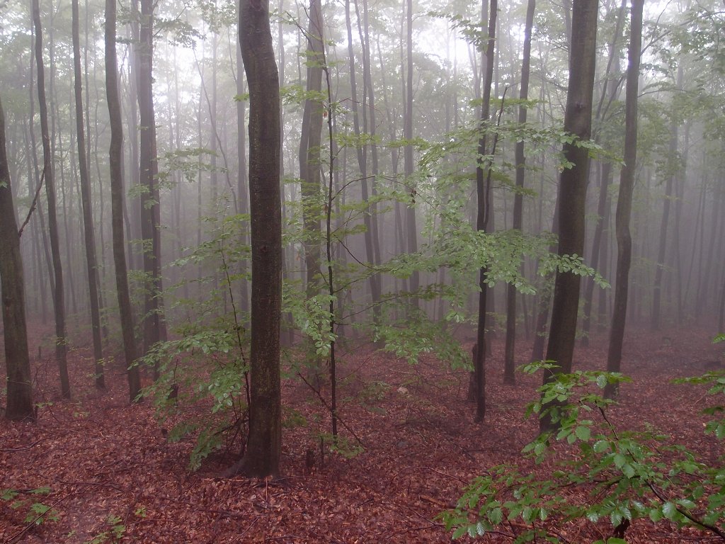 img00013.jpg