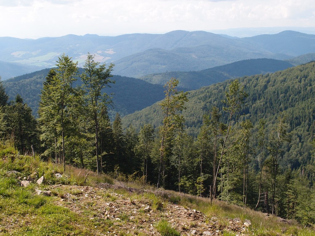 img00019.jpg