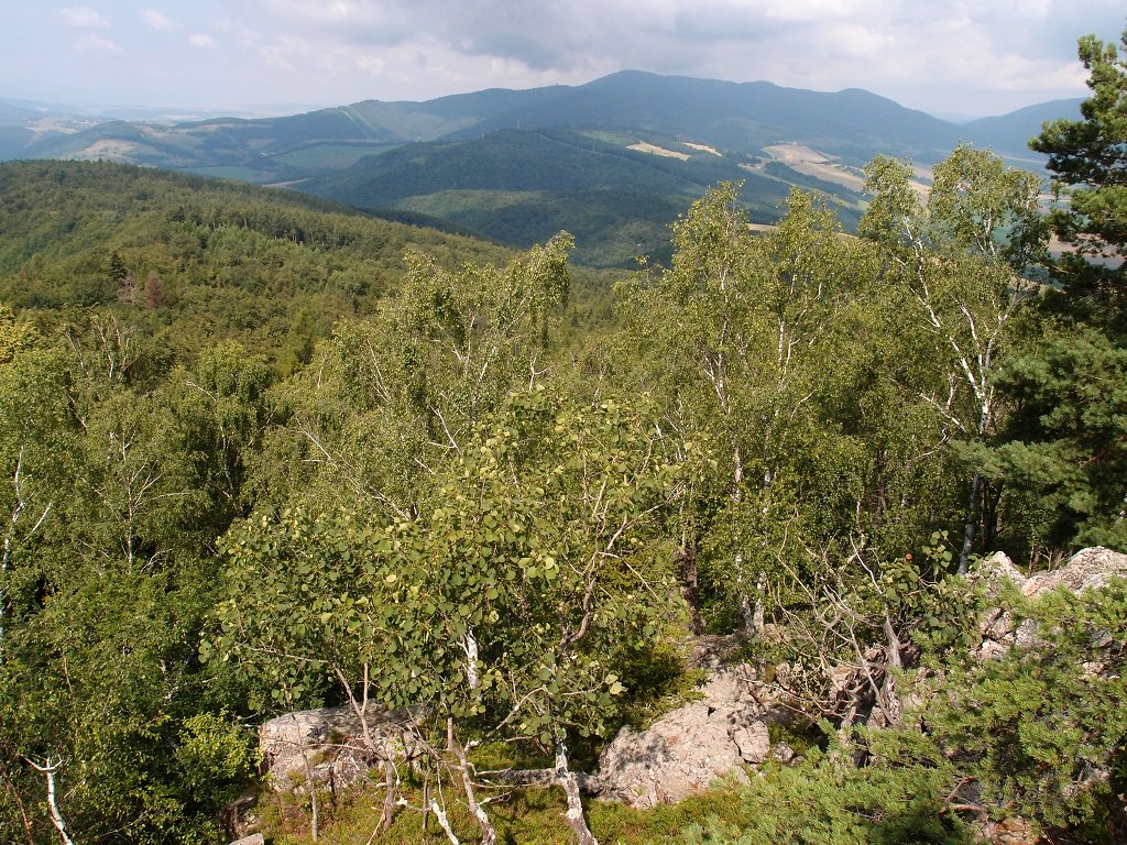 img00007.jpg