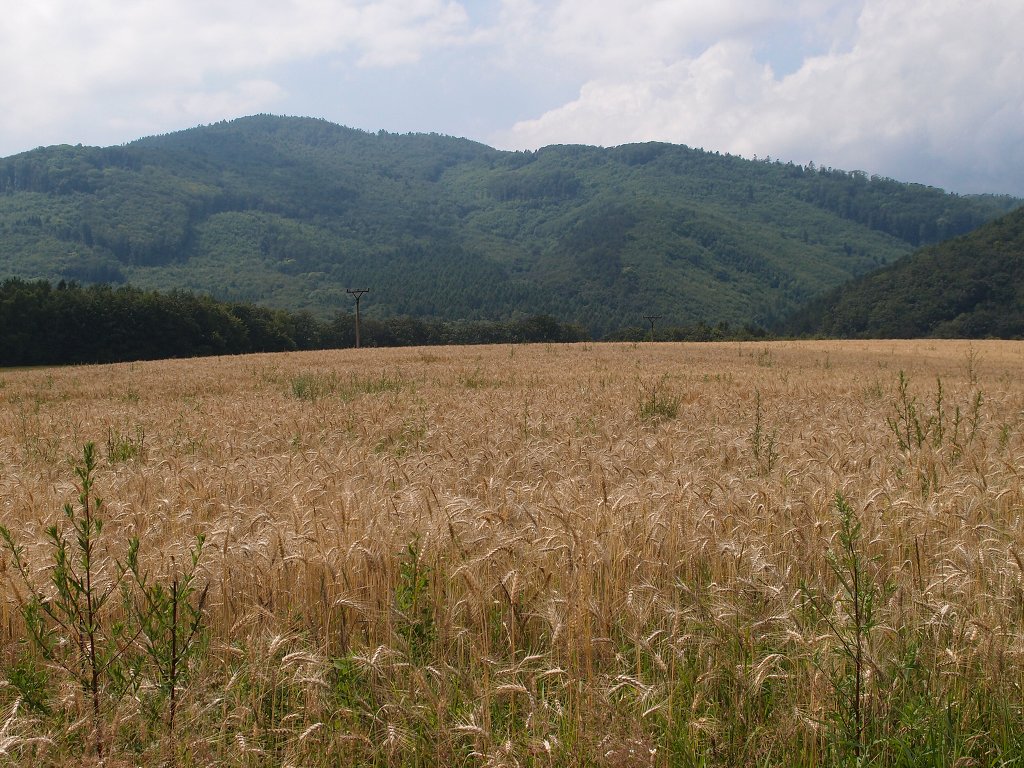 img00016.jpg