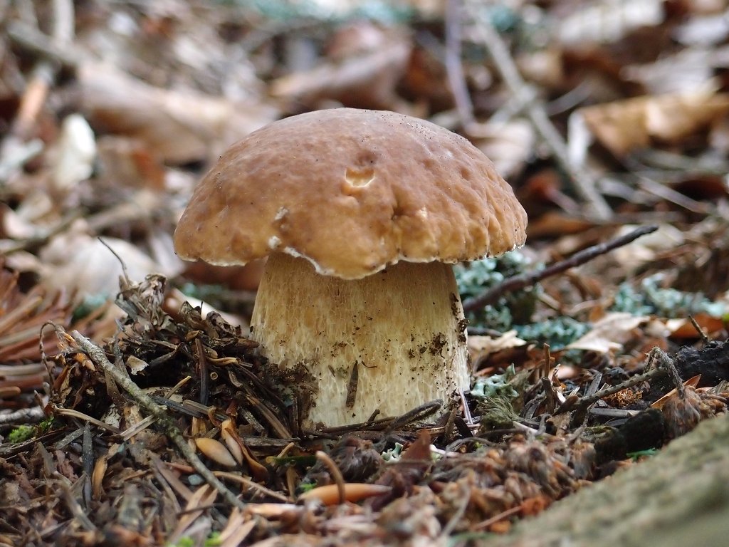 img00018.jpg