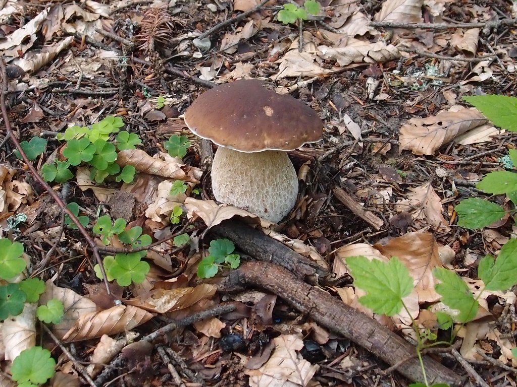 img00020.jpg