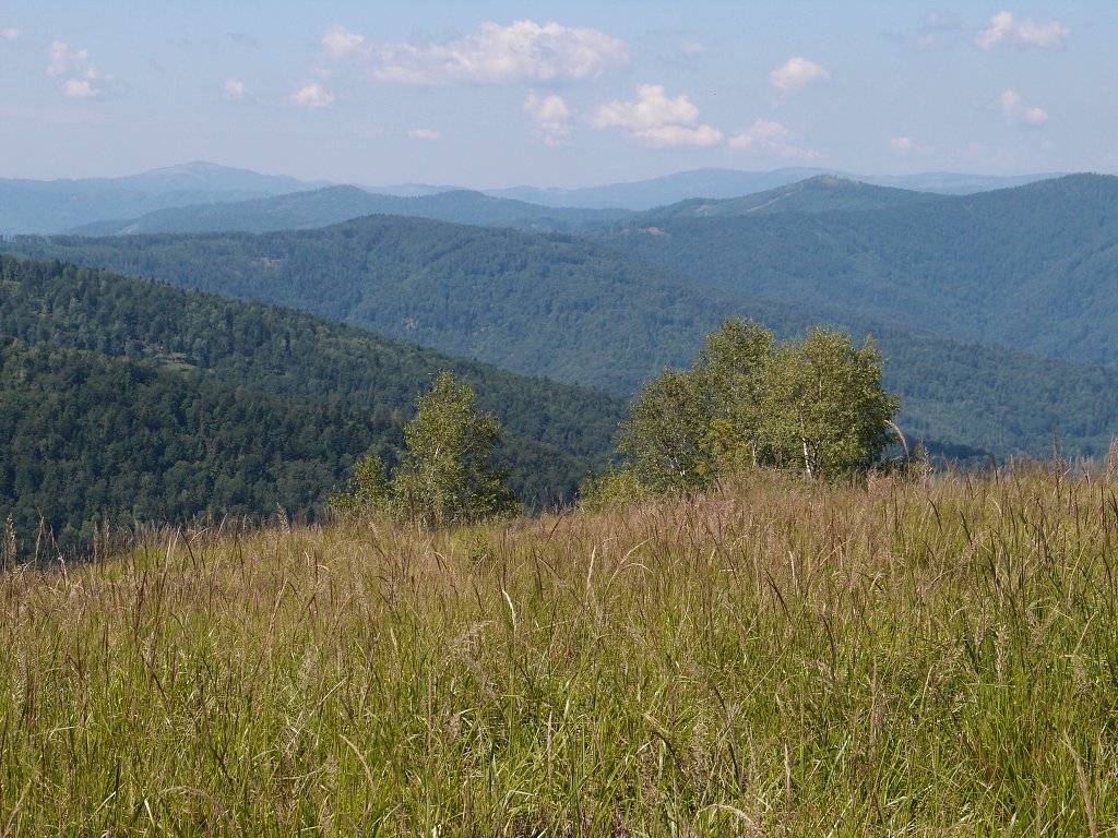 img00007.jpg