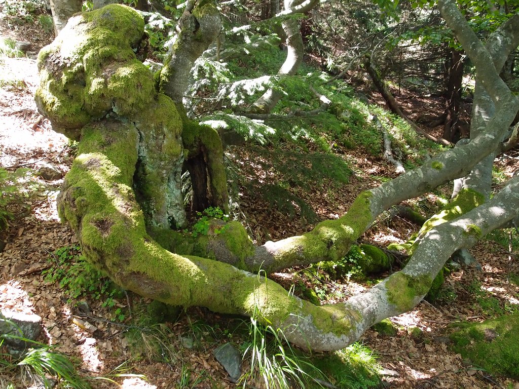 img00008.jpg