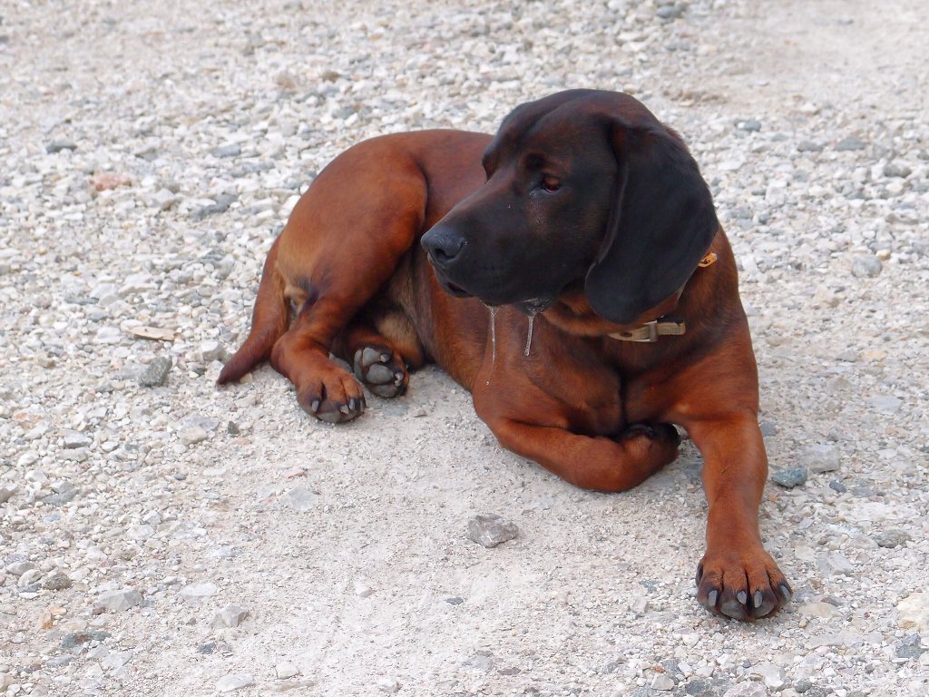 img00009.jpg