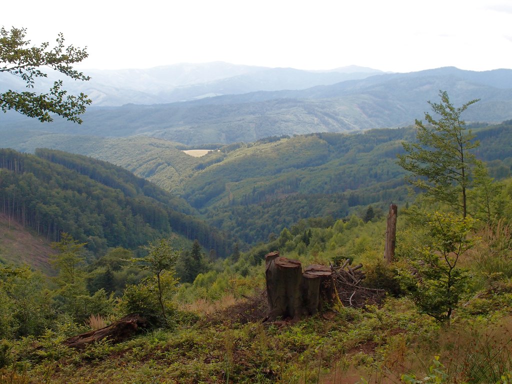 img00014.jpg