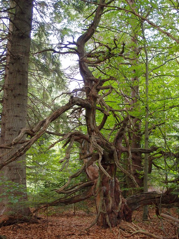 img00015.jpg