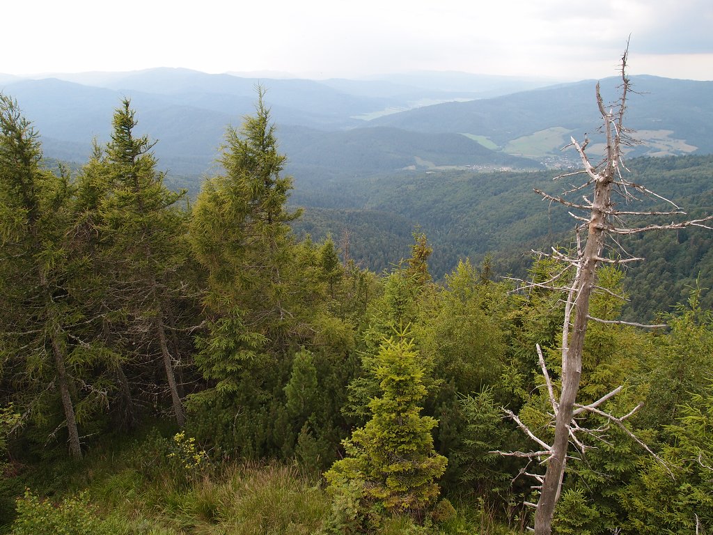 img00017.jpg