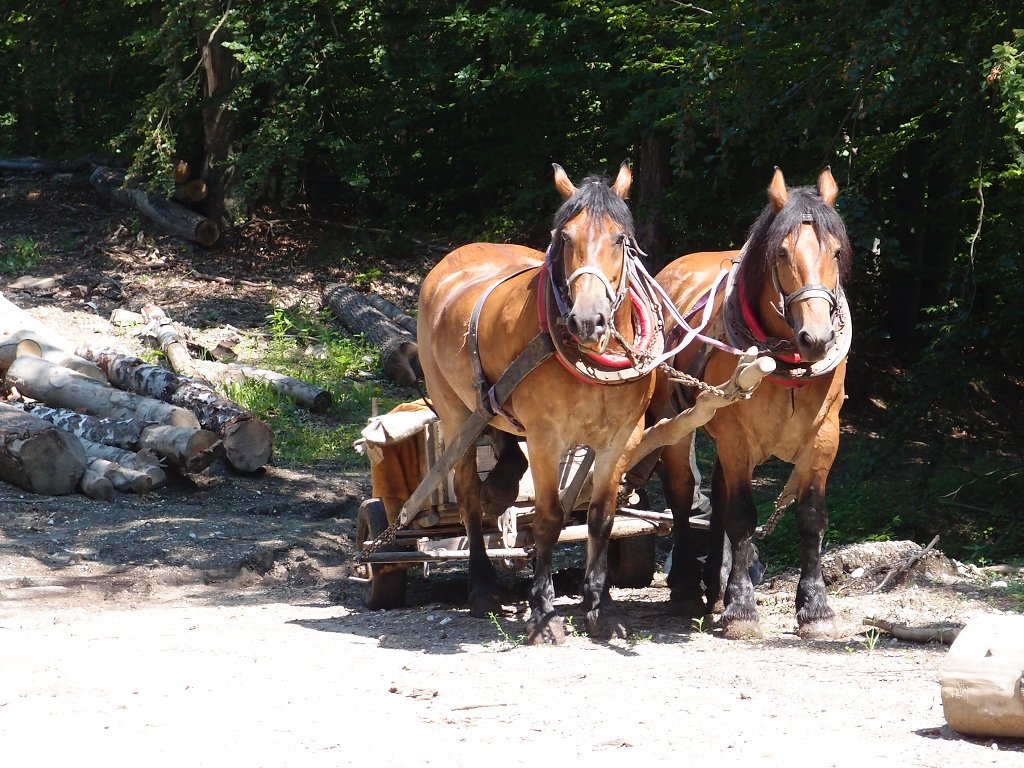 img00009.jpg