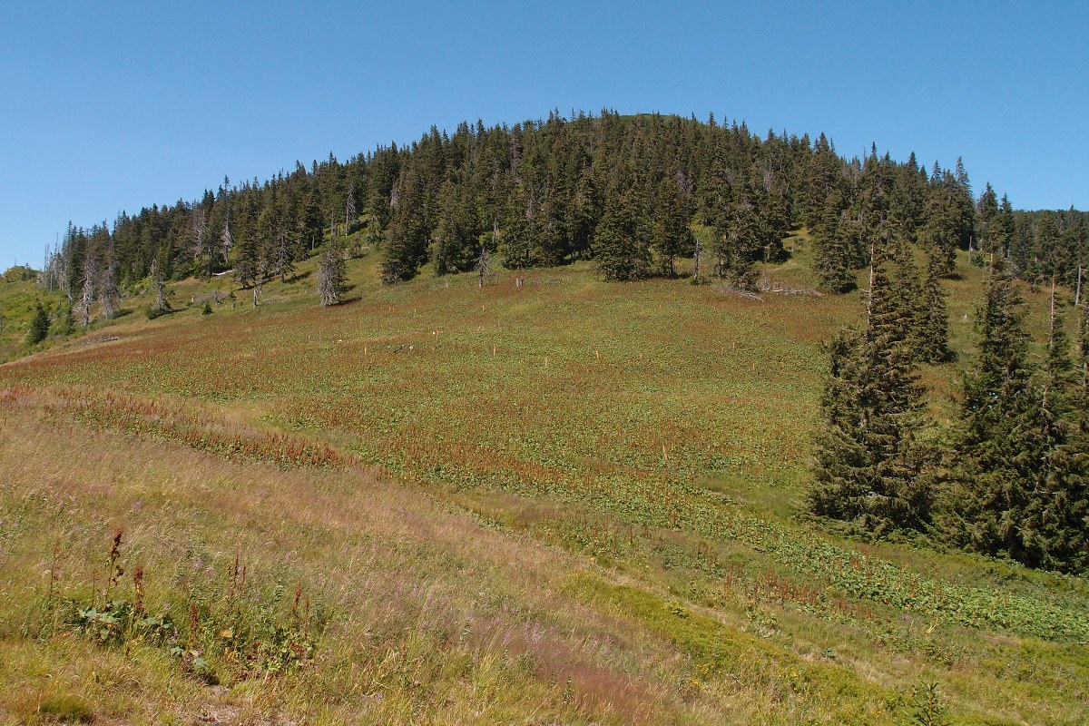 img00015.jpg