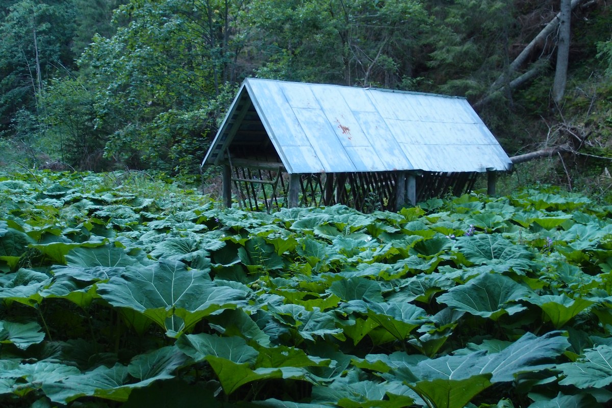 img00025.jpg