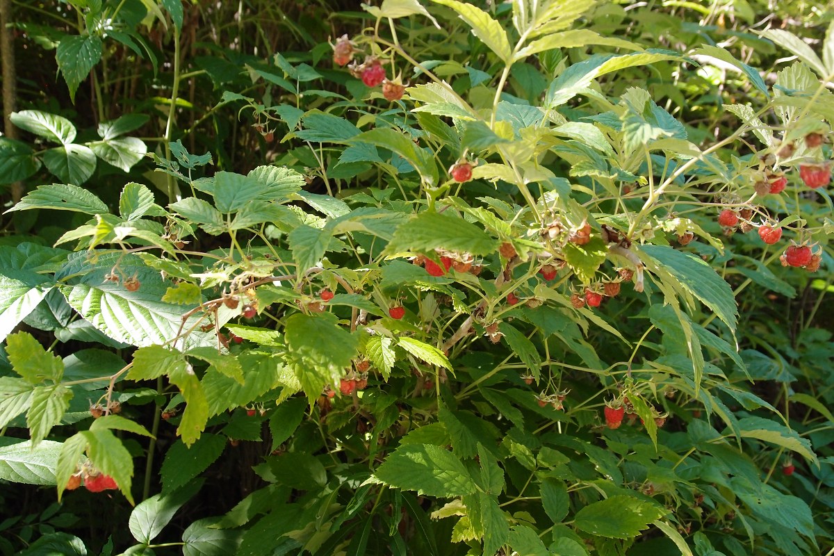 img00003.jpg